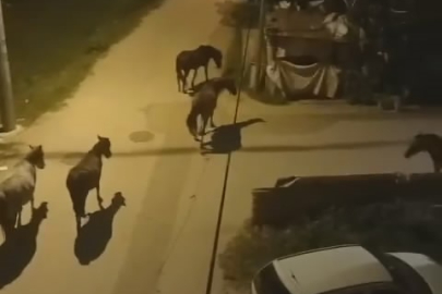 Bursa'da sokaklar gündüz insanlara, gece atlara kalıyor