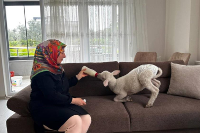 Evlerine aldıkları kuzuya bebek gibi bakıyorlar