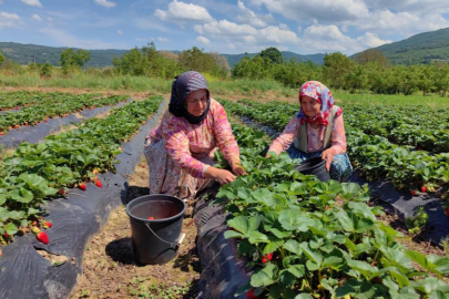 Çilek köyünde hasat başladı