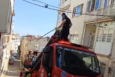 Elektrik kablosunda asılı olan kuşu itfaiye ekipleri kurtardı