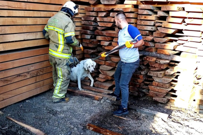 Bursa'da çaresiz köpeği itfaiye kurtardı