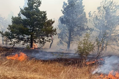 Edirne'de 500 dönüm arazi yangınla kül oldu