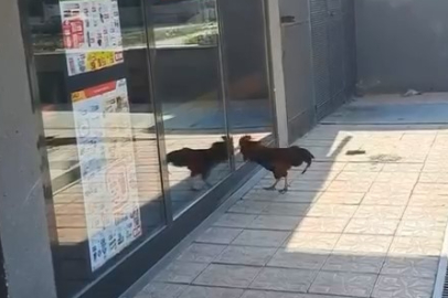 Markete giremeyen horoz camları dövdü