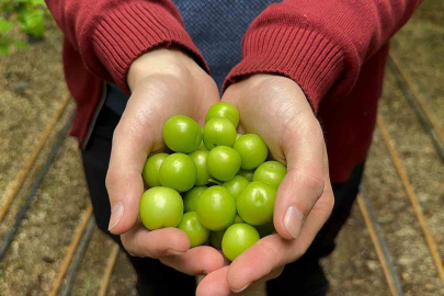 TÜİK duymasın! Eriğin kilosu 7 bin TL veya 194.4 ABD $