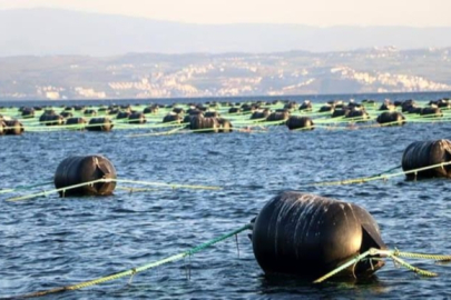 Marmara'da Bir Midye Çiftlikleri eksikti....