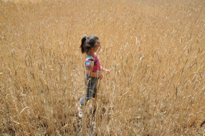 Dünyada artan talep hububat üretimini 62 milyon ton yükseltecek