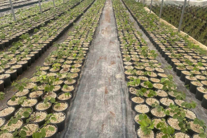 Keles Pınarcık Kooperatifini Dünya Tanıyor ama Bursa Belediyeleri Fransız Kalıyor...