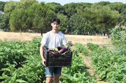 Gazi Tarım’da hasat zamanı