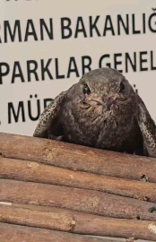 Yaralı kuşlar Doğa Koruma ve Milli Parklar ekipleri sayesinde hayata tutundu