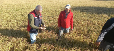 Çanakkale’de dolunun ardından bahçelerde hasar tespit çalışmaları başladı
