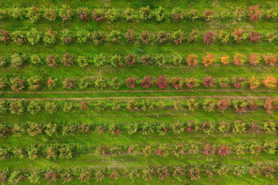 Sonbaharın renk cümbüşü Uludağ eteklerinde