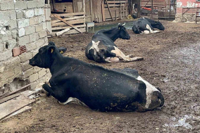 "Sekiz  Buzağımız Şap Kurbanı Oldu...