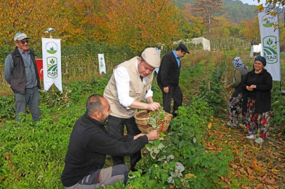 Osmangazi’de Özel Meyvelerde Organik Tarım Seferberliği