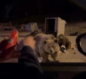 Uludağ’da ayı ailesine sucuk ziyafeti çekerken saldırıya uğradı