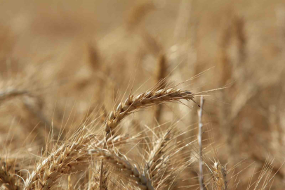 Küresel tahıl üretiminde 105 milyon tonluk rekor artış bekleniyor