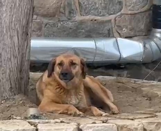Bursa’da ezana uluyan sokak köpeği dikkat çekti