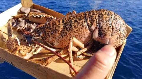 Çanakkale’de 525 kilo balığa el konuldu