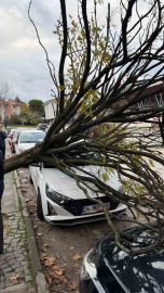 Bursa’da devrilen ağaç korku dolu anlar yaşattı