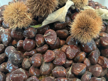 Bursa kestanesinin geleceği konuşuldu