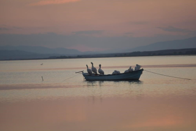 Karacabey’de çeltik ekimi yasaklandı