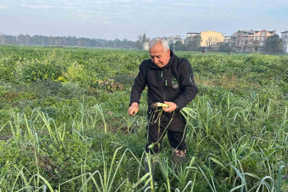 Ata tohumundan ilaç kullanılmadan üretiliyor, Kent Lokantası’ndaki yemeklerde kullanılıyor