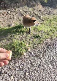 Tarihi Alan’da insanlara alışan tilki bölgenin maskotu oldu