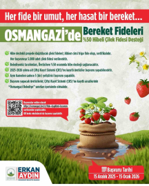 Osmangazi Belediyesi yüzde 50 hibeli çilek fidesi dağıtacak