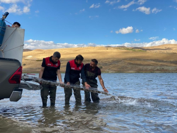 Türkiye nüfusu kadar balık deniz ve göllere bırakıldı