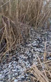 Uluabat Deresi’nde binlerce balık ölü bulundu