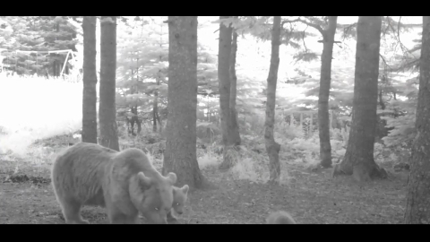 Yavru ayı zıplayarak ailesinin peşinden koştu