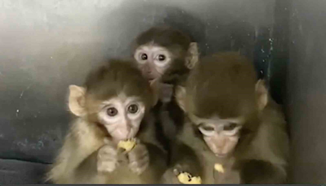 Bursa’da 3 makak maymunu koruma altına alındı