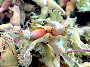 Uludağ’ın fındığı destek bekliyor