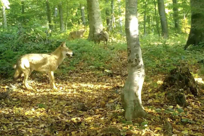 ’Kurtlar konseyi’ Uludağ’da toplandı
