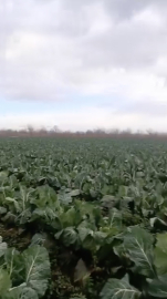 Bursa’da sağanak yağış tarımı vurdu