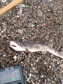 Çanakkale’de amatör balıkçıların oltasına yavru köpek balığı takıldı