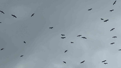 "Bolluk" müjdecisi leylek sürüsü Bursa semalarında görüldü