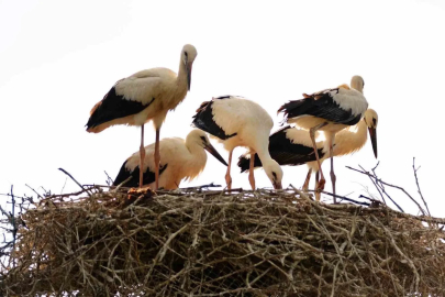 Baharın habercisi leylekler Erzincan’a erken geldi

