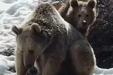 Erzincan’da ayıların kar keyfi kamerada
