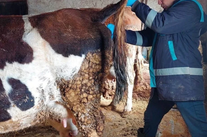 Hisarcık’ta şap hastalığı için büyükbaş hayvanlardan kan numunesi alındı
