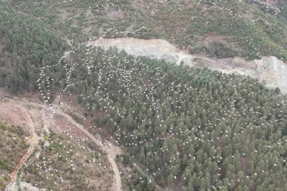 Mersin’de ak pelikanların dansı görsel şölen sundu
