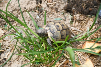 Kuşadası’nda kaplumbağalar için özel yaşam alanı oluşturuldu
