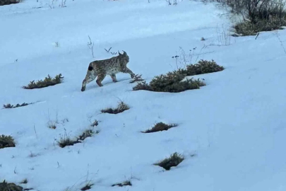 Erzurum’da karlı arazide vaşak görüntülendi
