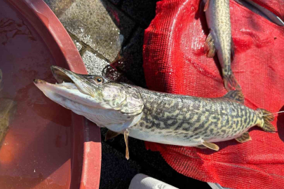 Gölyazı'da Turna Balığı, Lüfer ile Yarışıyor