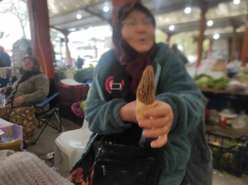 Çanakkale’de dağ köylerinde kuzugöbeği gelir kapısı oldu