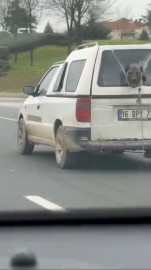 Köpeğin komik anları kamerada