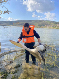 Barajda mahsur kalan pelikan böyle kurtarıldı