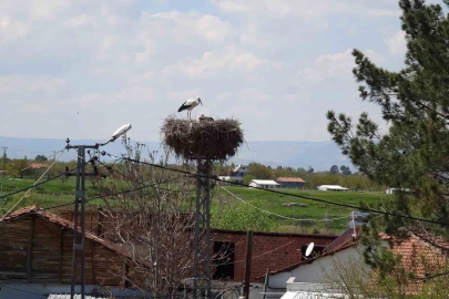 Malatya’da baharın müjdecisi leylekler yuvalarına dönüyor
