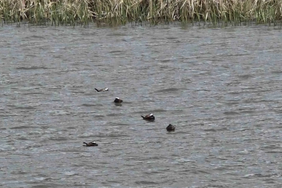 Van Gölü havzasında ’Mavi Gaga’ heyecanı: Nadir misafirler geri döndü
