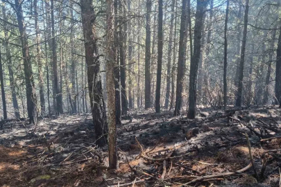 Orman yangını kontrol altına alındı
