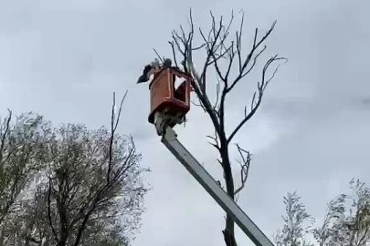 Ağaçta asılı kalan leylek kurtarıldı
